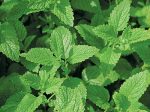 Richters Herbs Lemon Balm Natural Seeds Packet Online Hot Sale