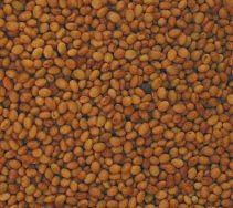 Clover Seeds, 50 lbs. by Bulk Supply