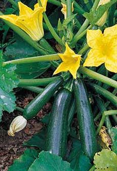 Richters Herbs Green Zucchini Natural Seeds Packet Online now