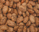 Pinto Beans, Organic, 25 lbs. by Bulk Sale