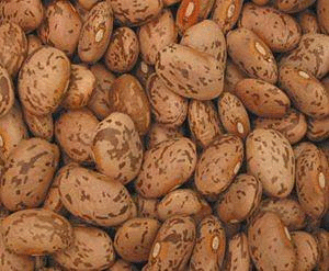 Pinto Beans, Organic, 25 lbs. by Bulk Sale