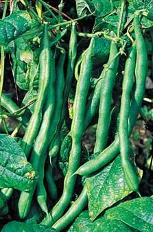 Richters Herbs Kentucky Wonder Bean Natural Seeds Packet Online Hot Sale