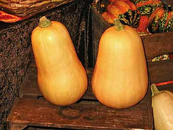 Richters Herbs Waltham Butternut Squash Natural Seeds Packet Supply