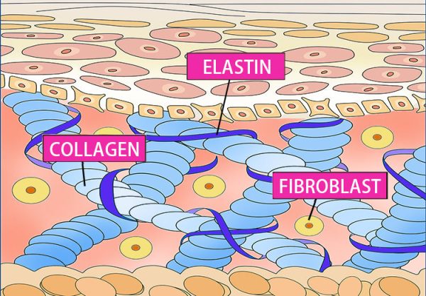 Mameido Elastin (Supplement) Sale