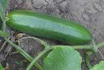 Richters Herbs Muncher Cucumber Natural Seeds Packet Online Sale