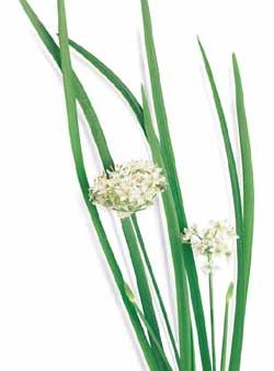 Richters Herbs Garlic Chives Natural Seeds Packet Hot on Sale