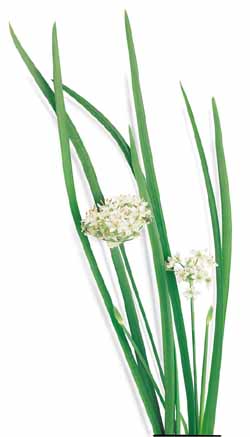 Richters Herbs Garlic Chives Natural Seeds Packet Hot on Sale